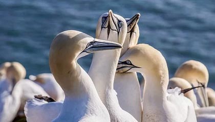 开云体育官网下载-印度赛制变化与突破：新规则带来的机遇与挑战，印度联赛