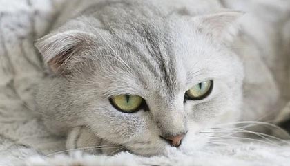 开云体育官网下载-印度赛制变化与突破：新规则带来的机遇与挑战，印度联赛