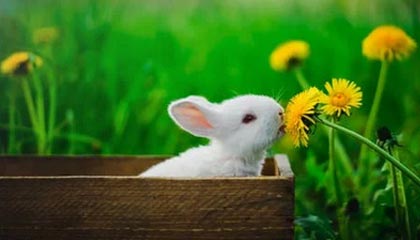 开云体育官网下载-印度赛制变化与突破：新规则带来的机遇与挑战，印度联赛